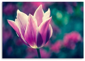 Gario Obraz na plátne Otvorený tulipán Rozmery: 120 x 80 cm