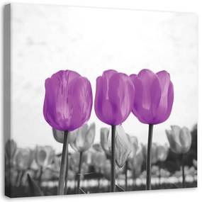 Obraz na plátně Tulipány Louka Příroda Květina - 50x50 cm