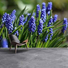 Fototapeta Vliesová Modré hyacinty 104x70 cm