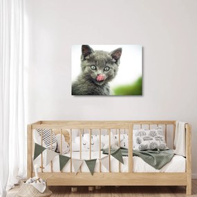 Sklenený obraz oblizujícího sa mačiatka (70x50 cm)