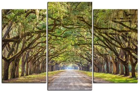 Obraz na plátne - Historické dubové stromy lemované poľnou cestou 1239C (120x80 cm)