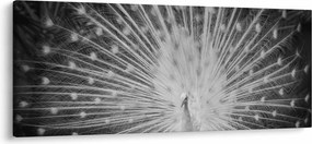 Obraz - Biely páv (120x50 cm)