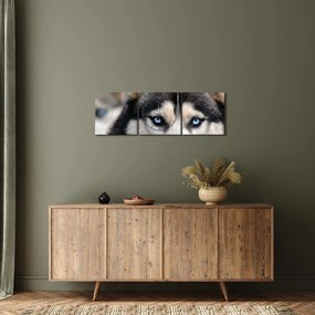 Obraz psa husky (s hodinami) (90x30 cm)