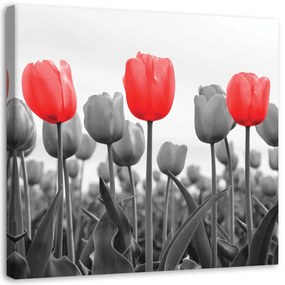 Obraz na plátně, Červený tulipán na louce - 40x40 cm
