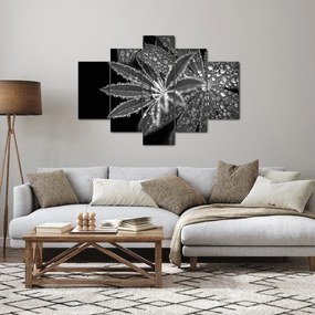 Obraz - Listy s kvapkami (150x105 cm)