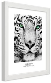 Gario Plagát Biely tiger Farba rámu: Bez rámu, Rozmery: 30 x 45 cm