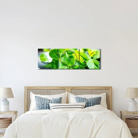 Obraz mäty (s hodinami) (90x30 cm)
