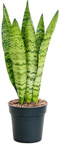 Sansevieria zeylanica 19x80 cm