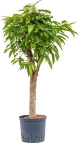 Fikus - Ficus binnendijkii "Amstel King" Stem 22/19 výška 105 cm