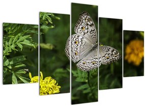 Obraz - biely motýľ (150x105 cm)