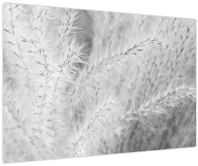 Obraz - Pampas grass N⁰1 (90x60 cm)