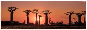 Obraz na plátne - Baobaby pri západe Slnka - panoráma... 505FA (120x45 cm)