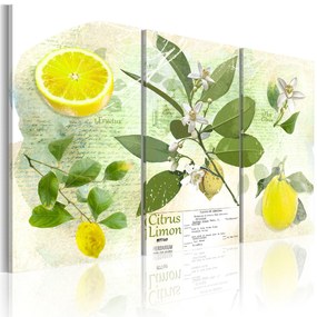 Artgeist Obraz - Fruit: lemon Veľkosť: 120x80, Verzia: Na talianskom plátne