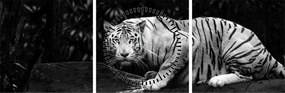 Obraz - Tiger albín, čiernobiely (s hodinami) (90x30 cm)