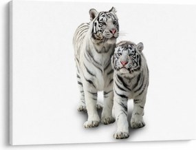 Obraz - Biely tiger (70x50 cm)