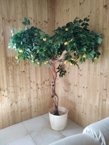 Citrónovník exclusive 180cm