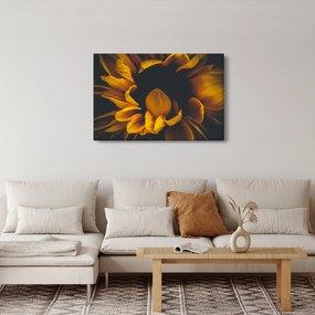 Obraz - Slnečnica v čiernom pozadí (90x60 cm)