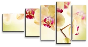 Sablio Obraz - 5-dílný Orchidea 2 - 100x60 cm