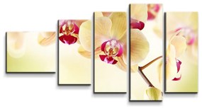 Sablio Obraz - 5-dílný Orchidea 2 - 100x60 cm