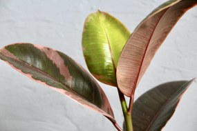 Ficus Elastica Belize