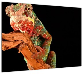 Sklenený obraz chameleóna na vetve (70x50 cm)