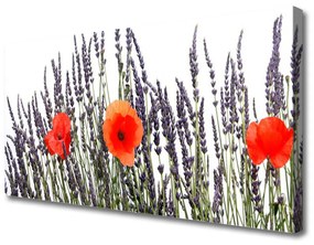 Obraz Canvas Kvety maky pole trávy 120x60 cm