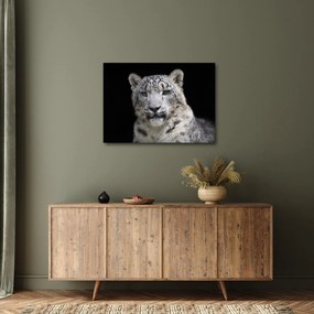 Obraz - Leopard snežný (70x50 cm)