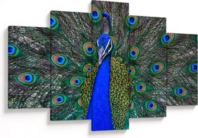 Obraz - Páv (150x105 cm)