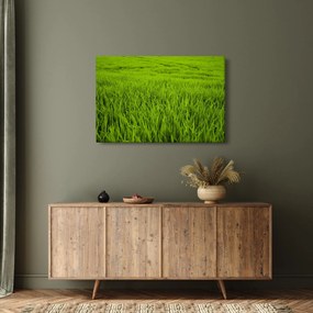 Obraz trávy (90x60 cm)
