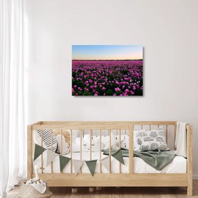 Sklenený obraz - Lúka fialových tulipánov (70x50 cm)
