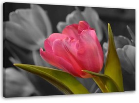 Obraz na plátně Červené tulipány Květy Příroda - 90x60 cm