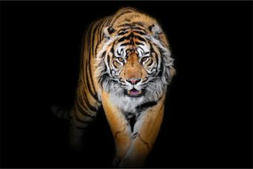 Obraz - Tiger (90x60 cm)