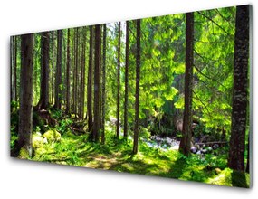 Skleneny obraz Les stromy rastlina príroda 125x50 cm