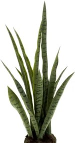 Sansevieria Plant soiled 80 cm