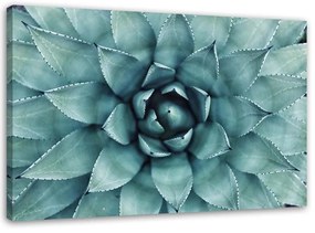 Obraz na plátně Aloe Vera Rostlina Květina - 120x80 cm