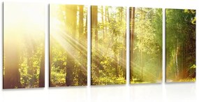 5-dielny obraz slnečné lúče v lese - 200x100