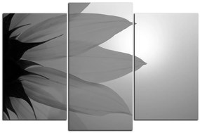 Obraz na plátne - Slnečnica kvet 1201QC (120x80 cm)