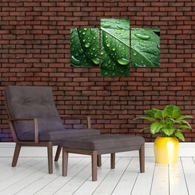 Obraz - Detail listu po daždi (90x60 cm)