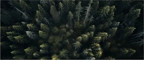 Obraz - Les (120x50 cm)
