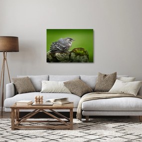 Sklenený obraz - Muchárik (70x50 cm)