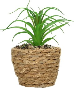 Dekorácie Tree Aloe 20cm