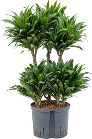 Dracaena fragrans "Compacta" 45-Carrousel 25/19 výška 80 cm