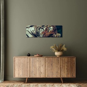 Obraz - Tiger Sibírsky (s hodinami) (90x30 cm)
