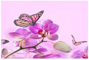 Fototapeta Vliesová Orchid motýľ 312x219 cm