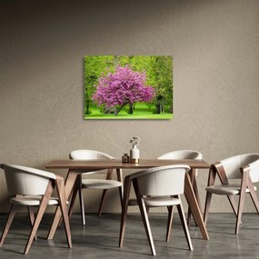 Sklenený obraz rozkvitnutého stromu na lúke (70x50 cm)