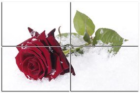 Obraz na plátne - Ruža na snehu 1103E (120x80 cm)