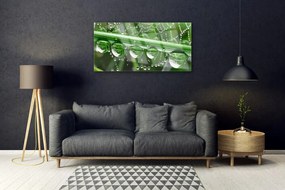 Obraz na skle Pavučina kvapka rastlina 100x50 cm