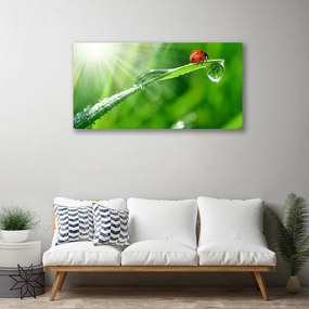 Obraz na plátne Tráva lienka príroda 140x70 cm