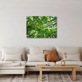 Obraz - Pohľad do korún stromov (70x50 cm)