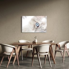 Obraz - Mačka s modrými očami (90x60 cm)
